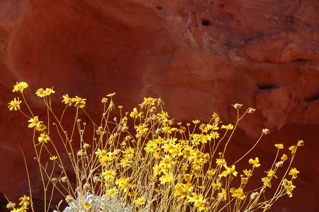 wildflowers at Elephant Rock